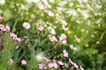 beautiful spring and summer flowers in the field