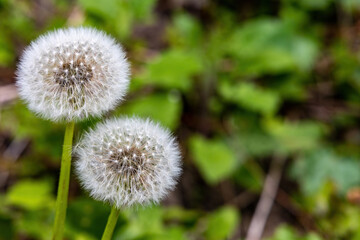 Couple of dandelion with seeds, close up photo