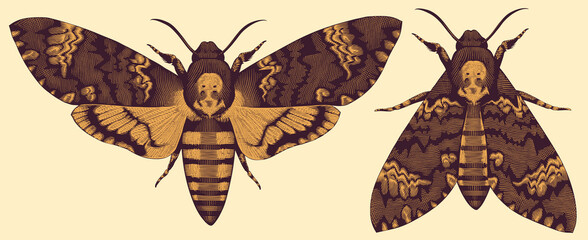 Butterfly Dead Head. Editable hand drawn illustration. Vector vintage engraving. 8 EPS - obrazy, fototapety, plakaty