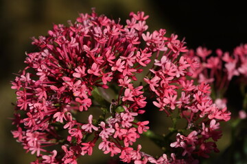 Fototapeta premium Red Valerian (Centranthus ruber)