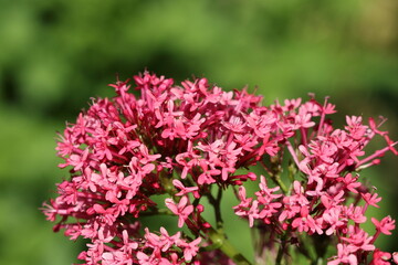Fototapeta premium Red Valerian (Centranthus ruber)