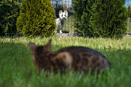 A Bengal cat hunts a domestic white dog behind a fence. Kitten on the grass with a puppy