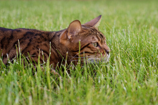 Bengal cat hunts in the grass. The kitten is hiding on the lawn. Domestic cat walking on the street