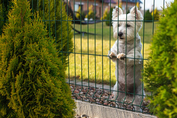 A white domestic dog in front of the house sits behind a fence on the lawn. Puppy on the grass - Powered by Adobe