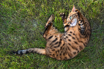 Bengal cat lying on the lawn in front of the house. Domestic cat walks on the street. Kitten on the grass