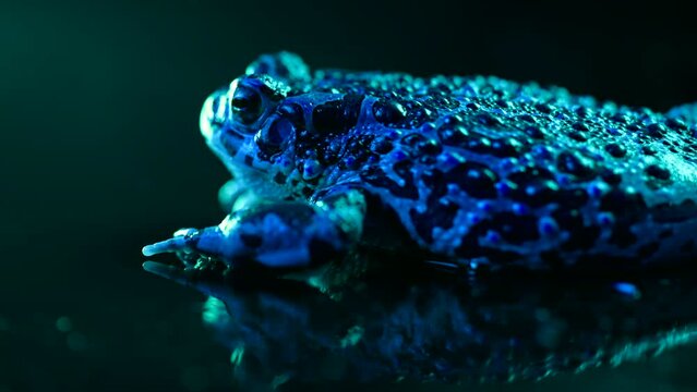 Blue ground toad close-up, night shot under led color light. Natterjack breathing and looking at camera. Amazing frog blinks eyes, stirs nostrils, macro footage. Dark background.