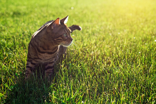 Bengal cat is standing in the grass at sunset. Domestic cat walks on the street. Kitten looks away