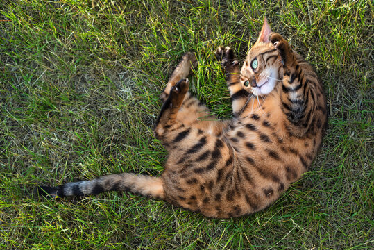 Bengal cat lying on the lawn in front of the house. Domestic cat walks on the street. Kitten on the grass