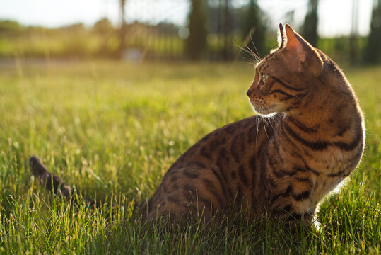 Bengal cat is standing in the grass at sunset. Domestic cat walks on the street. Kitten looks away