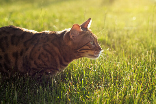 Bengal cat hunts in the grass. The kitten is hiding on the lawn. Domestic cat walking on the street at sunset