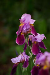 Close-up of purple iris flowers. Lots of irises. Large cultivated flowers of bearded iris (Iris...