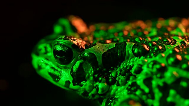 Acid green ground toad close-up, night shot under neon light. Frog breathing and looking at camera. Amazing amphibian blinks eyes, stirs nostrils, macro. Dark background.