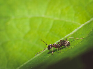  Nahaufnahme einer kleinen Ameise, die auf diversen Blättern nach Futter sucht 