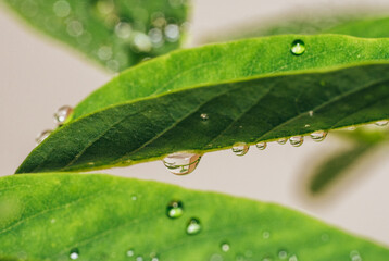 mehrere Regentropfen, die von einem Blatt runterhängen 