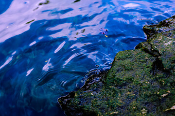water lapping at a moss covered rock 