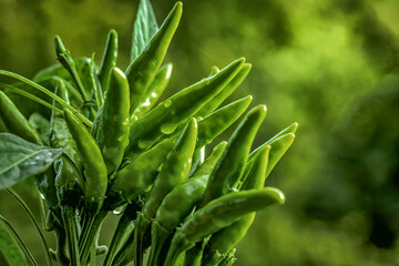 fresh green peppers