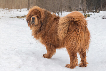 Fototapeta premium Beautiful large dog breed Tibetan Mastiff, standing in the snow