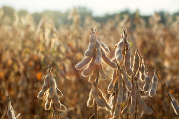 Dried Soybeans in a Louisiana Field