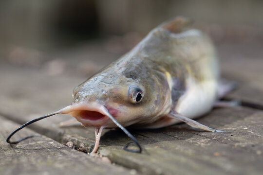 Catfish Caught in Freshwater Louisiana