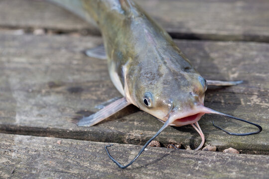 Catfish Caught in Freshwater Louisiana