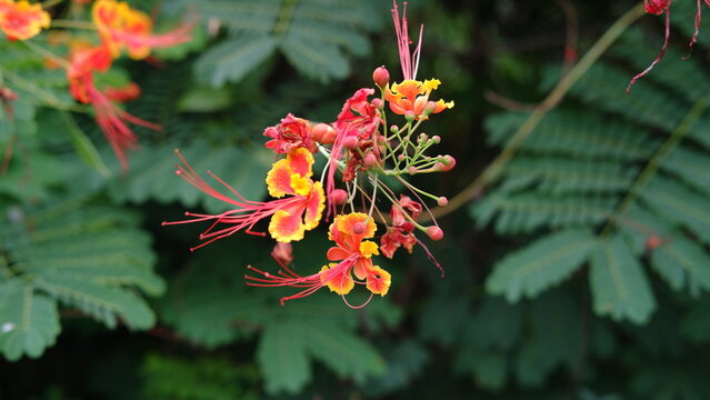 Caesalpinia pulcherrima known as poinciana, peacock flower, red bird of paradise, Mexican bird of paradise, dwarf poinciana, pride of Barbados, flos pavonis, and flamboyant-de-jardin.
