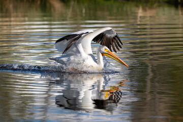 Close up of an American White Pelican cupping its wings while ending a water landing in a reflective Springtime lake.