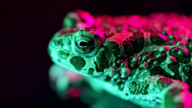 Acid pink ground toad close-up, night shot under neon light. Frog breathing and looking at camera. Amazing amphibian blinks eyes, stirs nostrils, macro. Dark background.