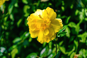Selective focus of a yellow rose on a blurred background of green leaves, a ray of sunlight falls on a yellow rose outdoors, the natural beauty of flowers