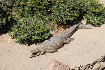 crocodile on the stone