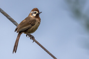 Asian small bird in Japan.