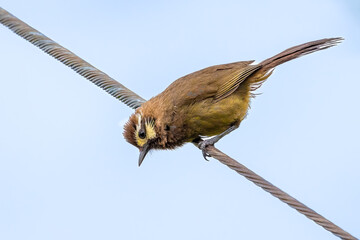 Asian small bird in Japan.