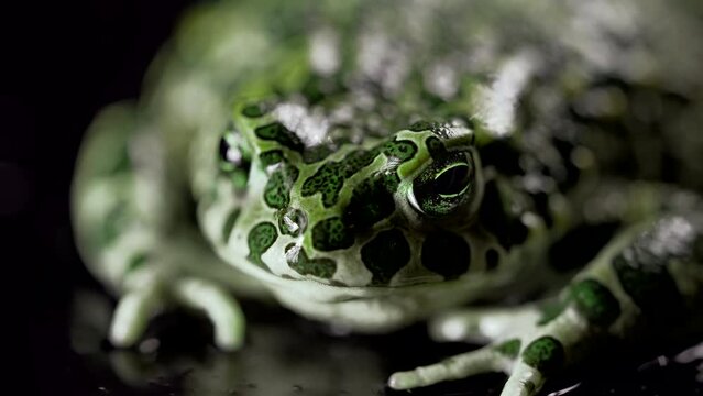 Amazing tropical frog or toad close-up. Natterjack breathing and looking at camera. Wild jungle amphibious blinks eyes, stirs nostrils, macro. 