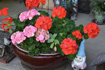Flowers in a Flower Pot