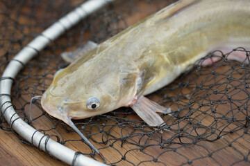Freshwater Catfish caught in Louisiana Bayou