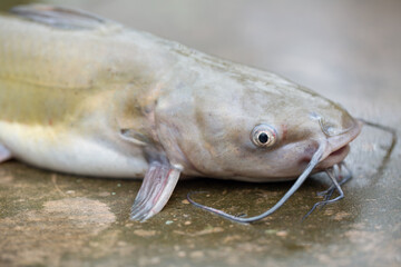 Catfish Caught in Freshwater in Louisiana
