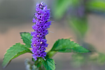 flowers herb in the garden