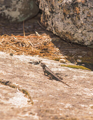 Fototapeta premium Lizard on Boulder