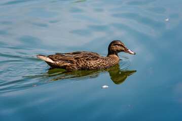 Duck in the water