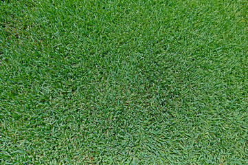 Overhead shot of green grass - 509702452