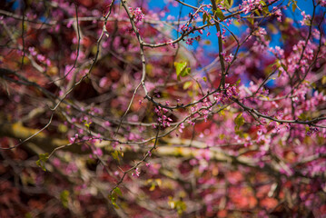 Spring Blooms on a Tree Branch