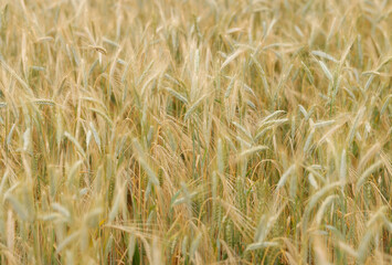 Ripe golden Wheat field closeup