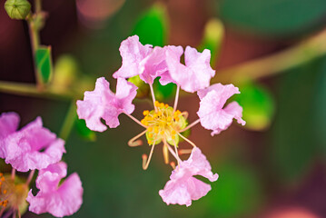 pink and yellow flower