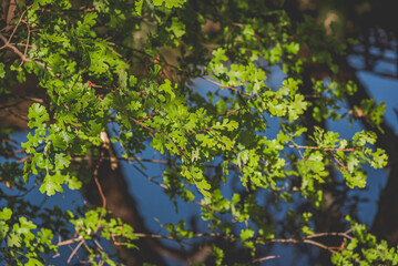 Green leaves on a tree and water background