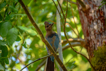blue headed woodpecker