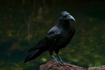 crow on a rock