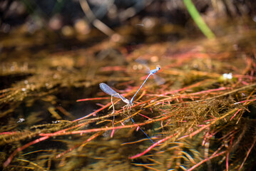 Mating Dragonflies in a Natural Environment