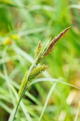 Close-up of inflorescence of green carex pendula, weeping sedge, hanging sedge, Cyperaceae. Nature, botany, wild plant, summer wallpaper, environment, countryside, flora. Selective focus, vertical.