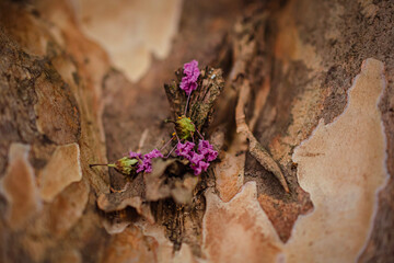 flowers on the ground