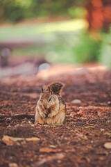 Cute Orange Brown Squirrel out in nature 