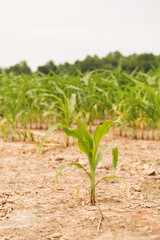 Corn Stalk Growing in a Louisiana Field